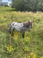 Appaloosa hengst en merrie veulen, Dieren en Toebehoren, Pony's, Hengst