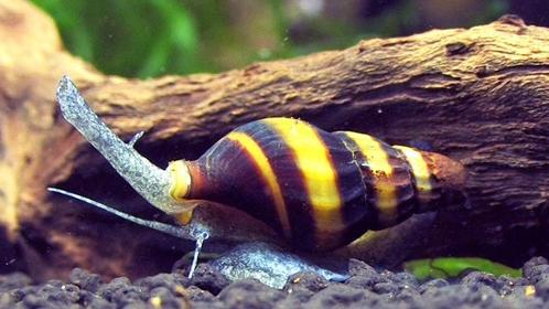 Helena slakken, Dieren en Toebehoren, Vissen | Aquariumvissen
