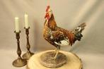 Taxidermie - opgezette Haan, Verzamelen, Ophalen of Verzenden, Gebruikt, Boerderijdier, Opgezet dier