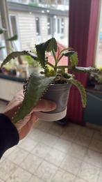 Mother of Thousands-, Huis en Inrichting, Kamerplanten, Ophalen