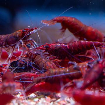 Bloody Mary Neocaridina garnalen – Eigen kweek, levend beschikbaar voor biedingen