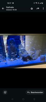 Aquarium, Dieren en Toebehoren, Vissen | Aquaria en Toebehoren, Ophalen