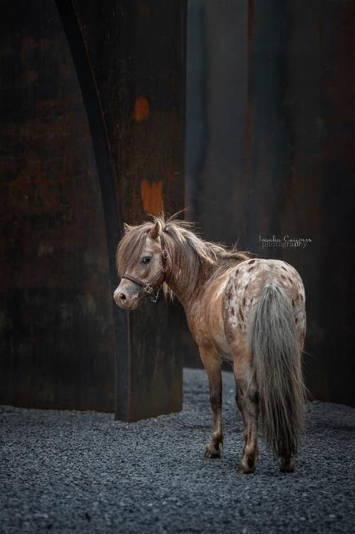 Miniatuur hengst ter dekking, Dieren en Toebehoren, Paarden en Pony's | Dekhengsten en Fokmerries, Hengst