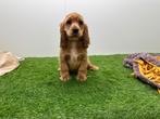 Chiots Cocker Spaniel Anglais