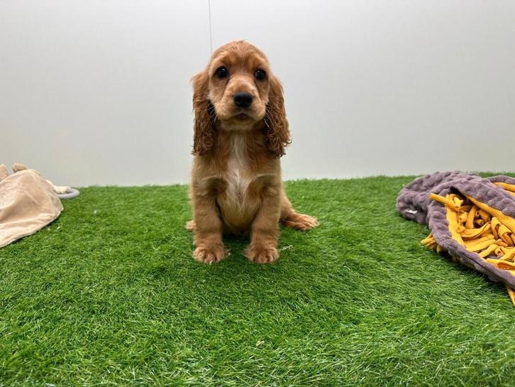 Engelse Cocker Spaniel pups, Dieren en Toebehoren, Honden | Retrievers, Spaniëls en Waterhonden, Meerdere dieren, Spaniël, Fokker | Professioneel