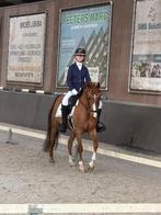 Prachtige D pony te koop, Dieren en Toebehoren, Merrie, Minder dan 160 cm, M, Dressuurpaard