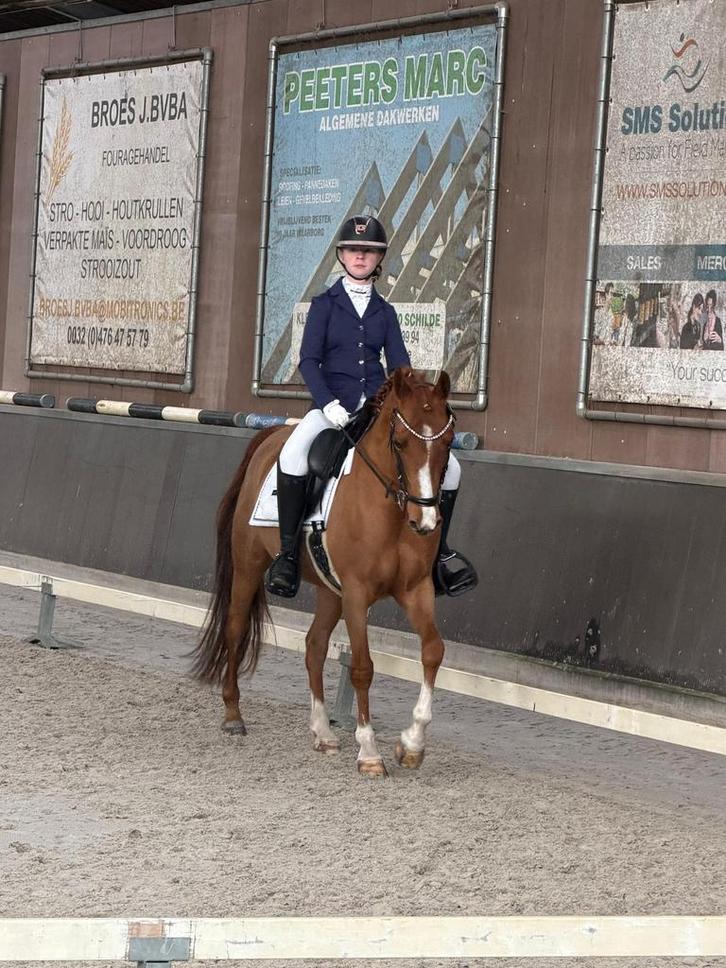 Prachtige D pony te koop, Dieren en Toebehoren, Paarden, Merrie, M, Minder dan 160 cm, 7 tot 10 jaar, Dressuurpaard