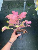 Heuchera 'Caramel'. Vaste Plant., Ophalen, Vaste plant