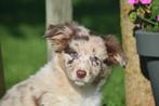 Border collie pups uit nest te kiezen, Dieren en Toebehoren, Honden | Herdershonden en Veedrijvers, België, 15 weken tot 1 jaar