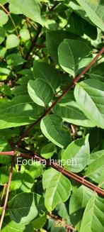 Euodia hupenensis, Enlèvement