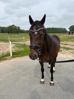 Paard, Dieren en Toebehoren, Paarden, Merrie, Gechipt, 160 tot 165 cm, 11 jaar of ouder