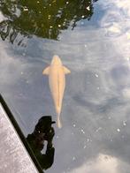 2 x 75 cm CHAGOI, Dieren en Toebehoren, Vissen | Vijvervissen, Karper of Koi
