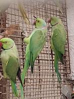 Groene halsbandparkieten, Dieren en Toebehoren, Vogels | Parkieten en Papegaaien