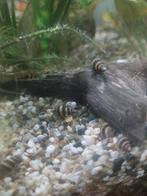 Helena slakken, Dieren en Toebehoren