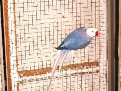 COLLIERS, Animaux & Accessoires, Oiseaux | Perruches & Perroquets, Perruche, Plusieurs animaux, Bagué