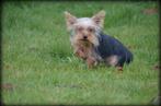 mini Yorkshire Terrier pup, Dieren en Toebehoren, Yorkshire Terriër, België, 15 weken tot 1 jaar, Reu