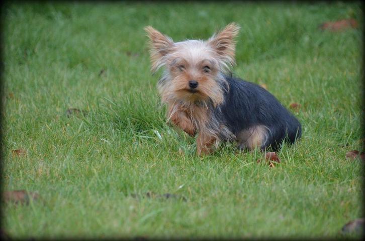chiot Yorkshire Terrier (toy), Animaux & Accessoires, Chiens | Jack Russell & Terriers, Chien (mâle), Yorkshire Terrier, Éleveur | Professionnel