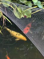 Koi Shiro utsuri II 45 cm, Dieren en Toebehoren, Vissen | Vijvervissen