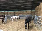 Stalling te huur, Dieren en Toebehoren, Stalling en Weidegang, Weidegang, 2 of 3 paarden of pony's