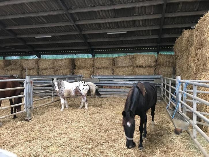 Stalling te huur, Dieren en Toebehoren, Stalling en Weidegang, Opfok, Stalling, Weidegang, 2 of 3 paarden of pony's