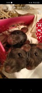 3 vrouwelijke ratjes(zusjes), Domestique, Femelle, Rat