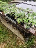 Tomaten planten Pyros HF1, Enlèvement ou Envoi