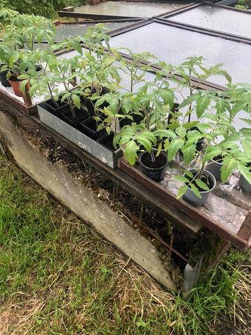 Tomaten planten Pyros HF1