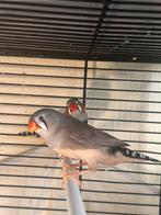 Koppel zebravinken + jong (nog niet zelfstandig), Dieren en Toebehoren