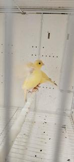 Fife fancy kanaries koppel, Dieren en Toebehoren