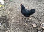 2 Australorp krielen, Dieren en Toebehoren, Pluimvee