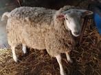 Moutons mâles pour la fête, Dieren en Toebehoren, Mannelijk, Schaap, 0 tot 2 jaar