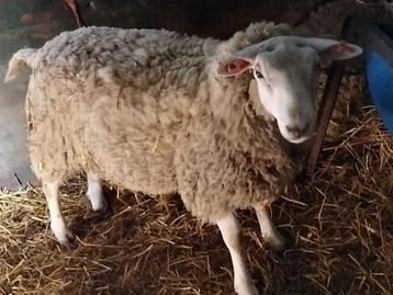 Moutons mâles pour la fête  beschikbaar voor biedingen
