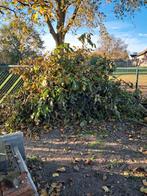 snoeihout van okkernoot voor st.maartensvuur, Ophalen