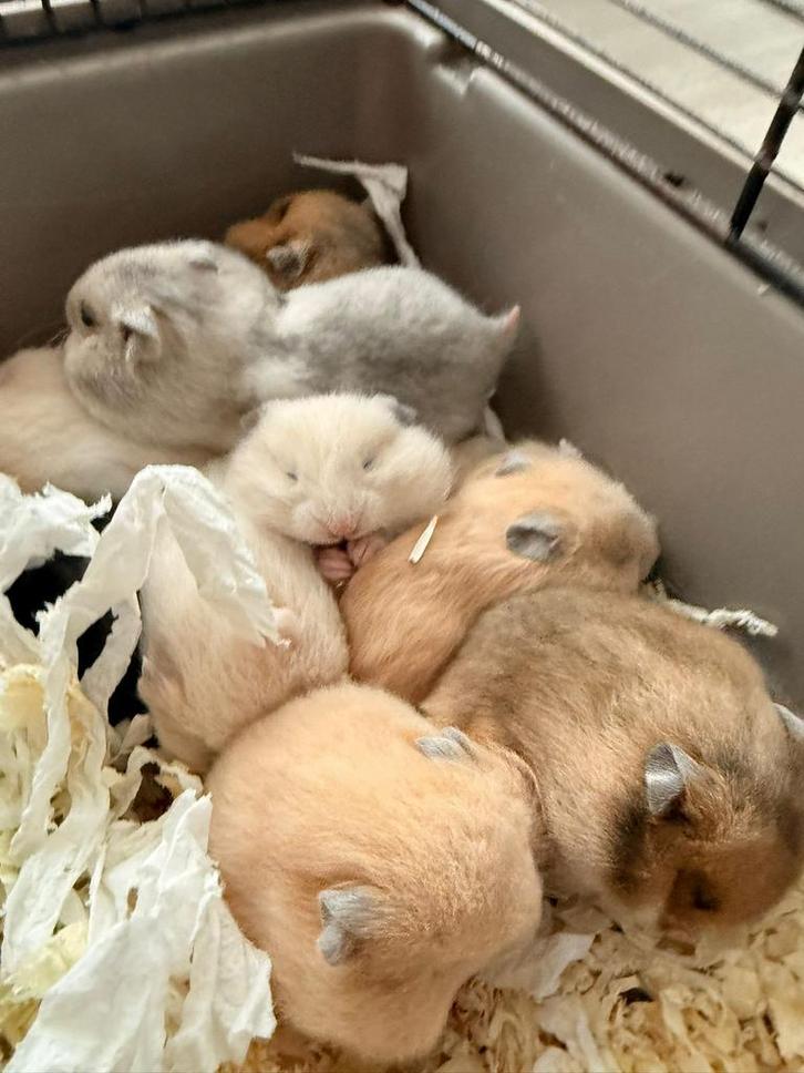 Goudhamster, Dieren en Toebehoren, Knaagdieren, Geslacht onbekend, Hamster, December, Tam