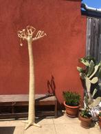 BAOBAB boom, Ophalen, Gebruikt, Decoratie