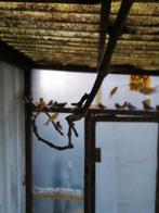 Kanaries 2025, Dieren en Toebehoren, Vogels | Kanaries