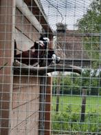 Oud hollandse capucijnen, Animaux & Accessoires, Oiseaux | Pigeons, Plusieurs animaux, Autres espèces