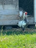 Wyandotte, Dieren en Toebehoren