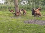 Béliers de soay, Dieren en Toebehoren, Mannelijk, Schaap, 0 tot 2 jaar