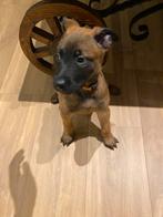 En maar WUF WUFF, Dieren en Toebehoren