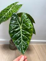 Alocasia Pink Dragon XL, Huis en Inrichting, Kamerplanten, Ophalen of Verzenden