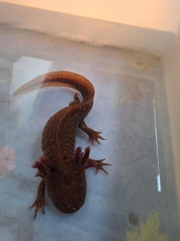 Axolotl volwassen vrouw  beschikbaar voor biedingen