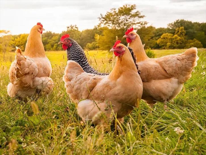 Gezocht: kippen en ander pluimvee, Animaux & Accessoires, Volatiles