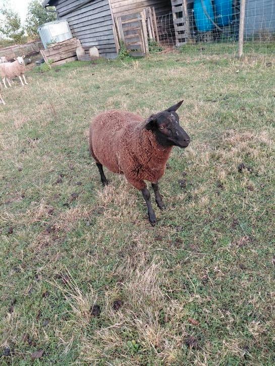 Ramlam te ruil, Dieren en Toebehoren, Schapen, Geiten en Varkens