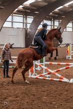 Verzorgpaard gezocht, Dieren en Toebehoren, Paarden