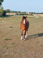 Welsh x ruin 3 jaar, Poney B (1.17 m à 1.27 m), Vermifugé, Hongre, Poney de récréation