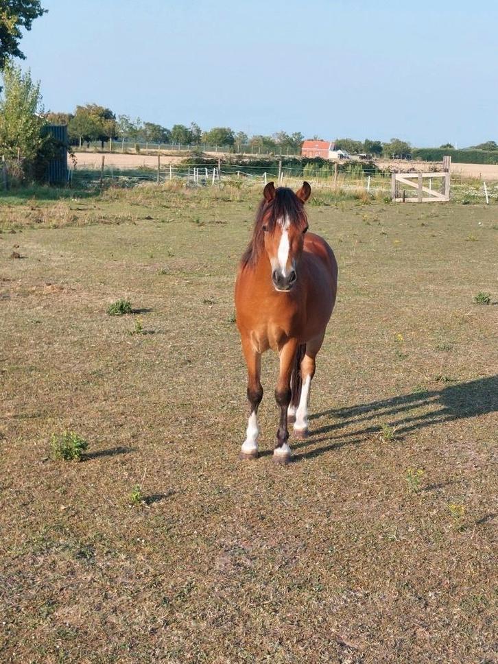 Welsh x ruin 3 jaar, Animaux & Accessoires, Poneys, Hongre, Non dressé, Poney B (1.17 m à 1.27 m), Poney de récréation, 3 à 6 ans