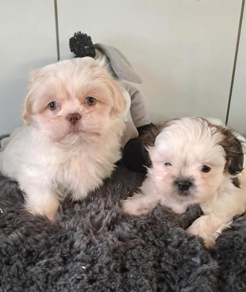 Shih tzu pups, Dieren en Toebehoren, Honden | Chihuahua's en Gezelschapshonden, Meerdere dieren, Overige rassen, Fokker | Professioneel