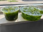 2 Bakjes Guandalupensis gras(Ideale schuilplaats), Dieren en Toebehoren, Vissen | Aquariumvissen, Overige typen, Zoetwatervis