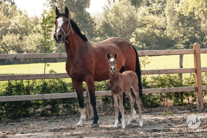 Kwaliteitsvolle fokmerrie met bewezen bloedlijn te koop, Dieren en Toebehoren, Paarden, Merrie, Zadelmak, 165 tot 170 cm, 11 jaar of ouder
